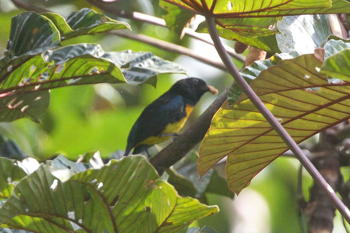 Black-and-gold Tanager - ML625702901