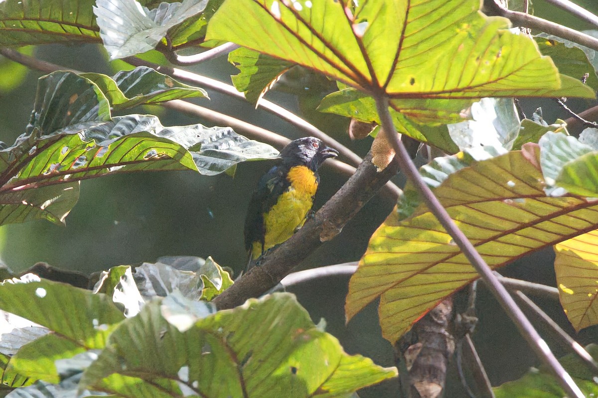 Black-and-gold Tanager - ML625702902