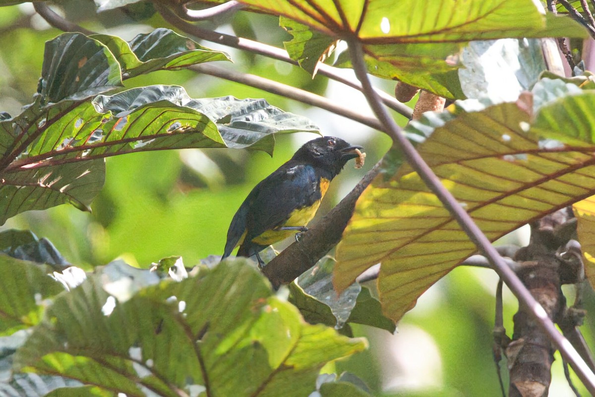 Black-and-gold Tanager - ML625702903