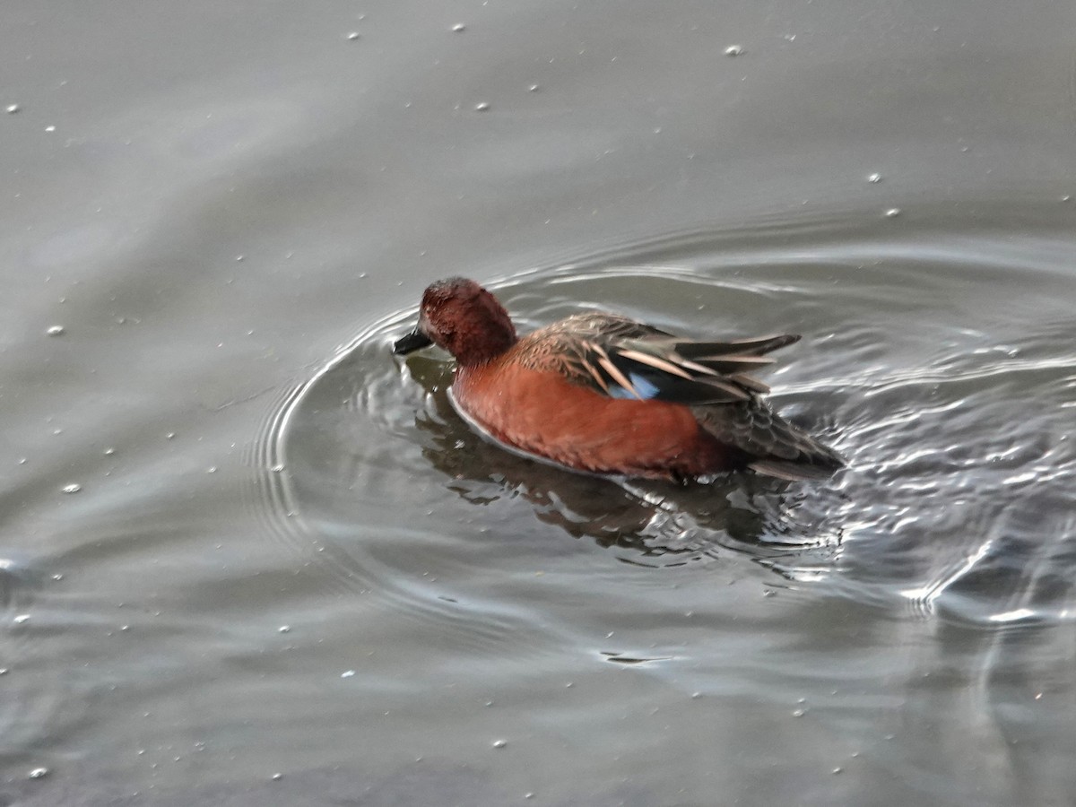 Cinnamon Teal - ML625702935