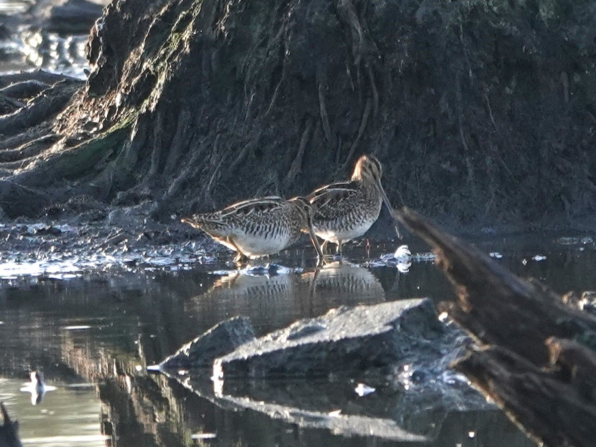 Wilson's Snipe - ML625702952