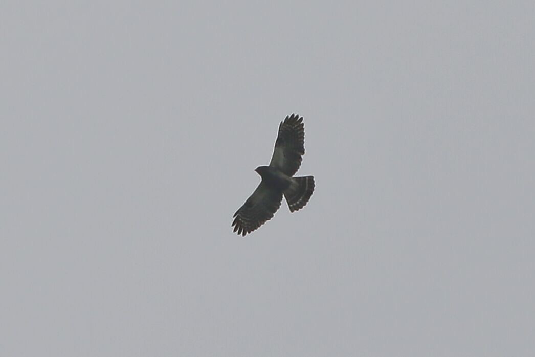 White-rumped Hawk - ML625702964