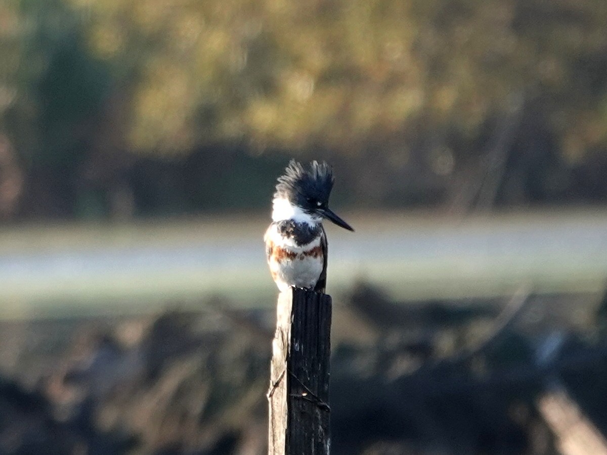 Belted Kingfisher - ML625702977