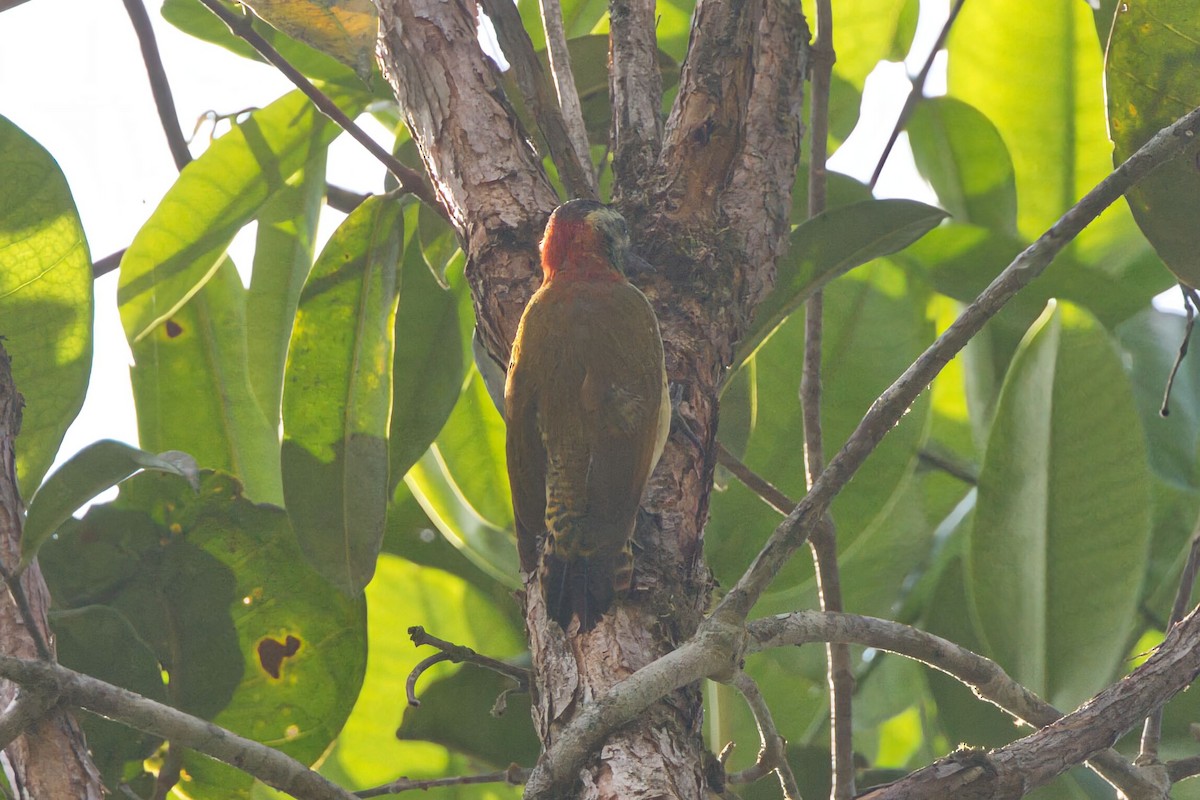 Yellow-vented Woodpecker - ML625702986