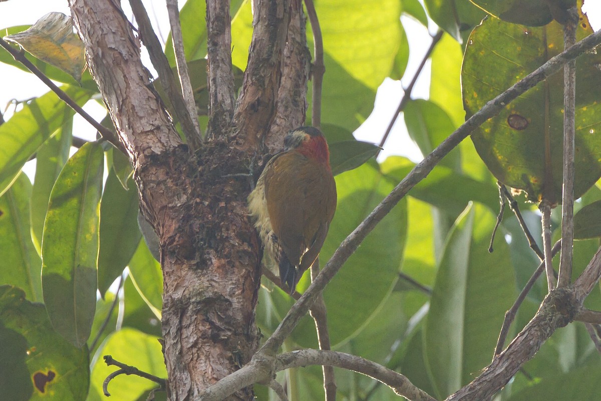 Yellow-vented Woodpecker - ML625702987