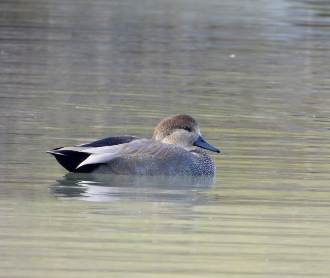 Gadwall - ML625703010