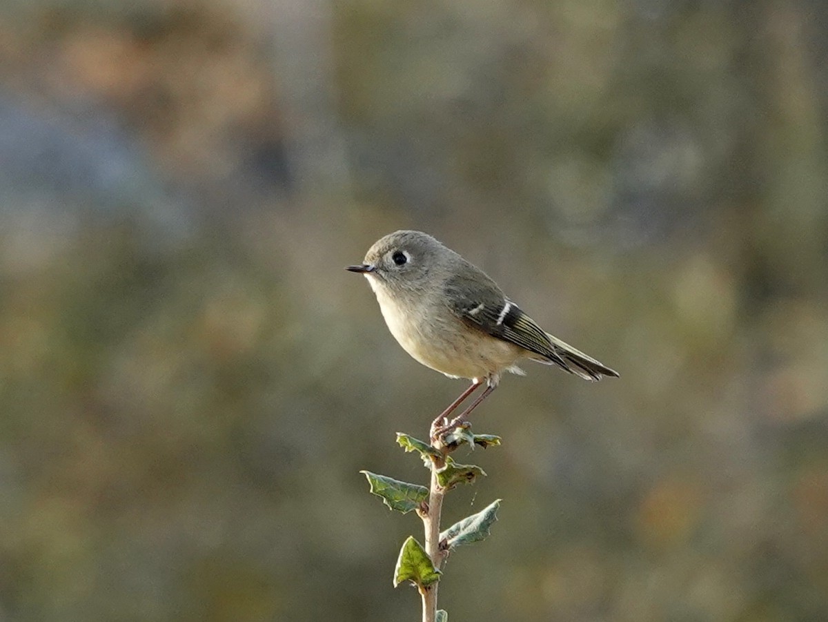 Ruby-crowned Kinglet - ML625703012