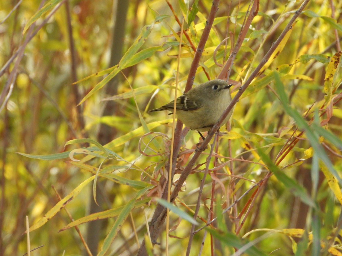 Ruby-crowned Kinglet - ML625703015