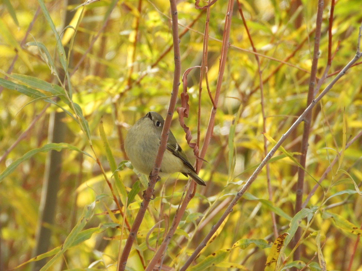 Ruby-crowned Kinglet - ML625703016