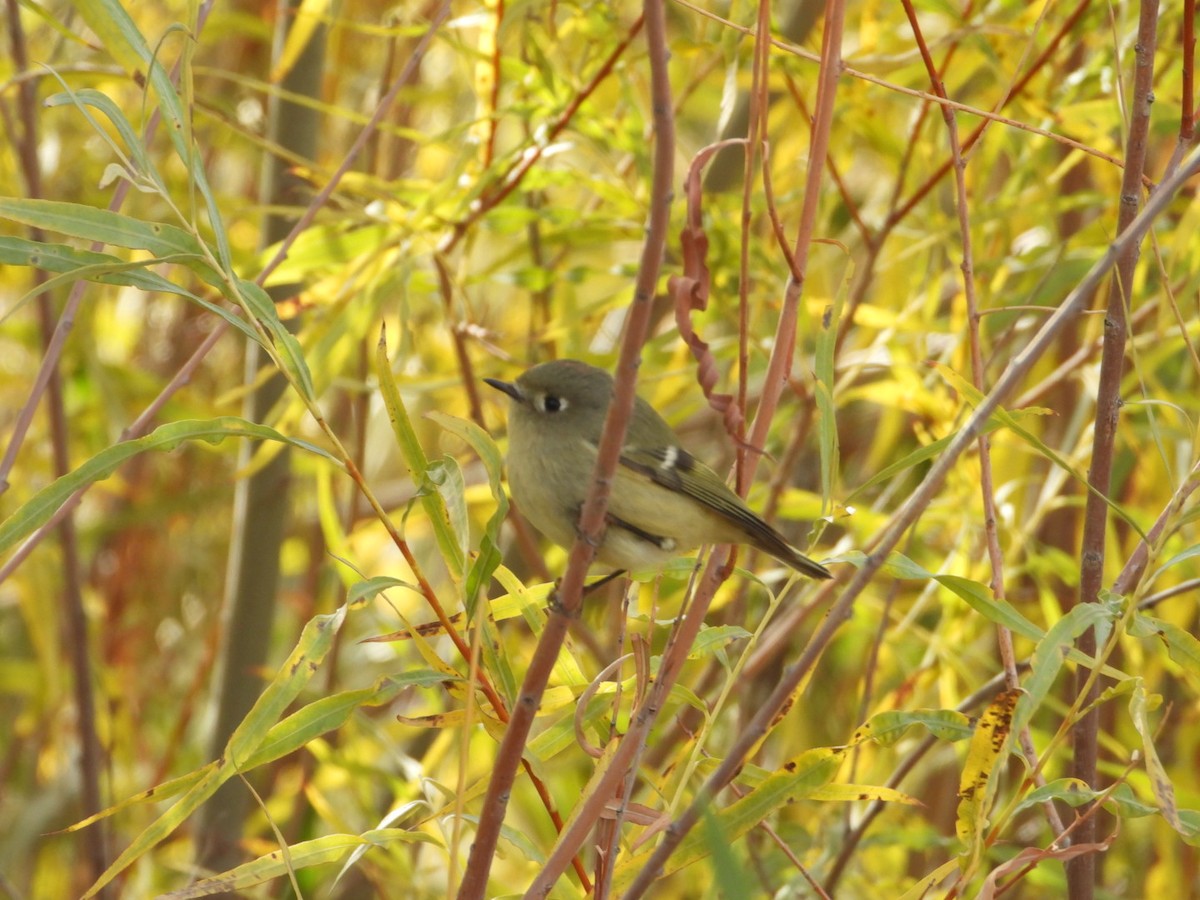 Ruby-crowned Kinglet - ML625703017