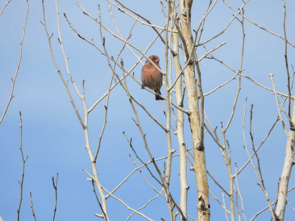 House Finch - ML625703025