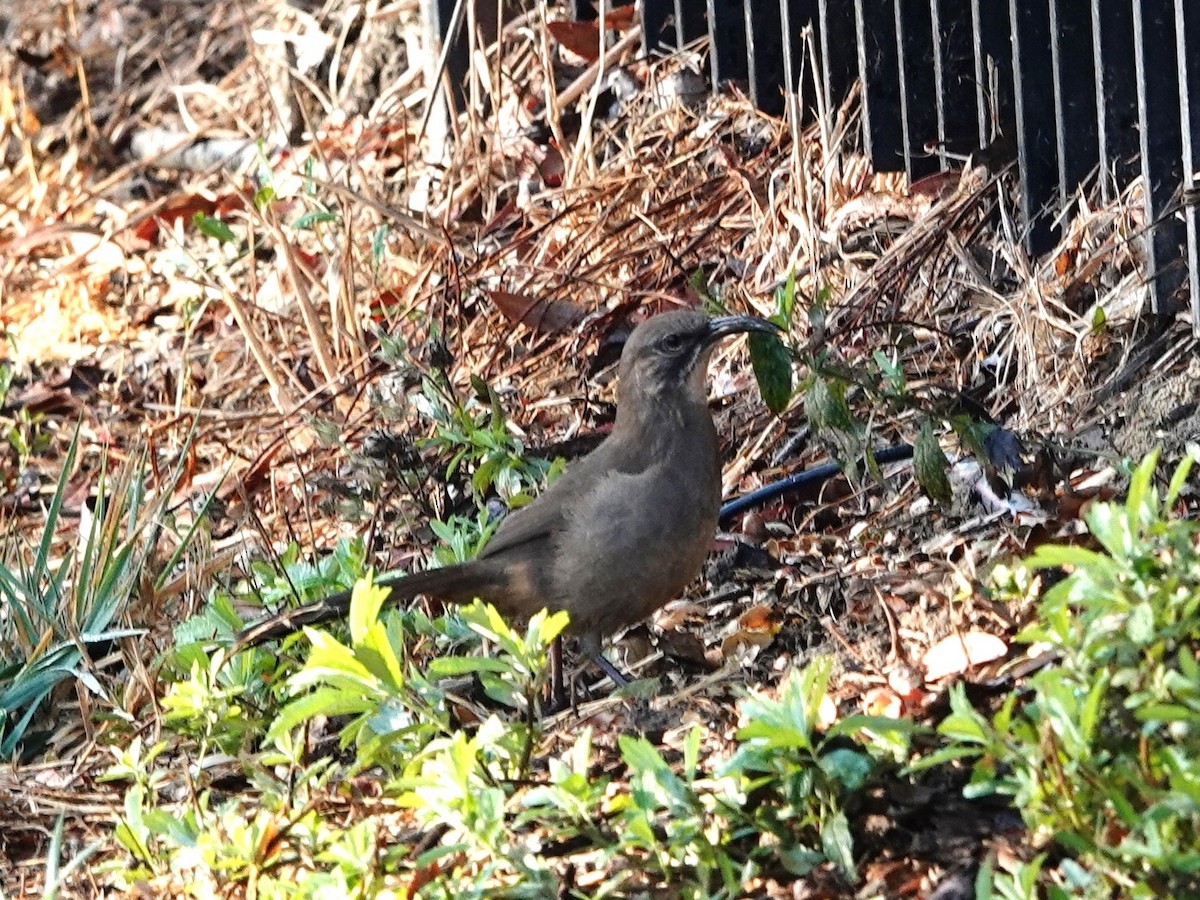 California Thrasher - ML625703030