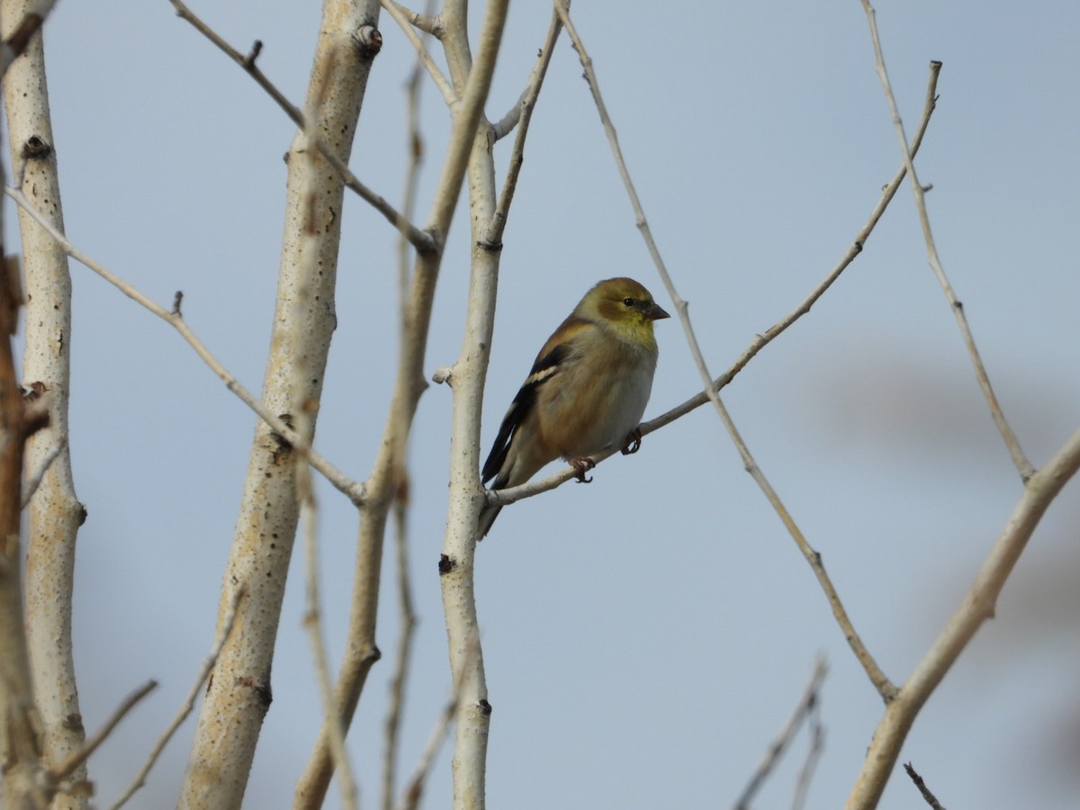 American Goldfinch - ML625703033