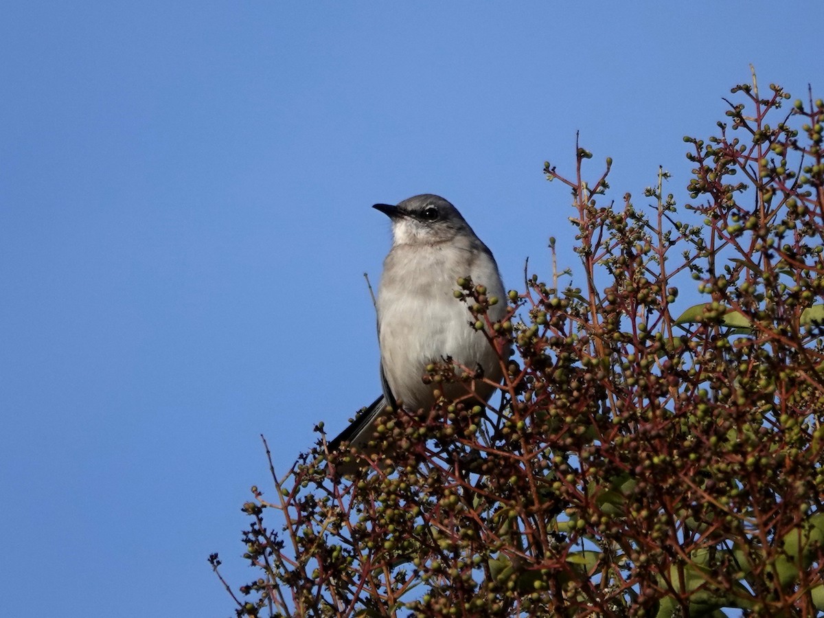 Northern Mockingbird - ML625703041