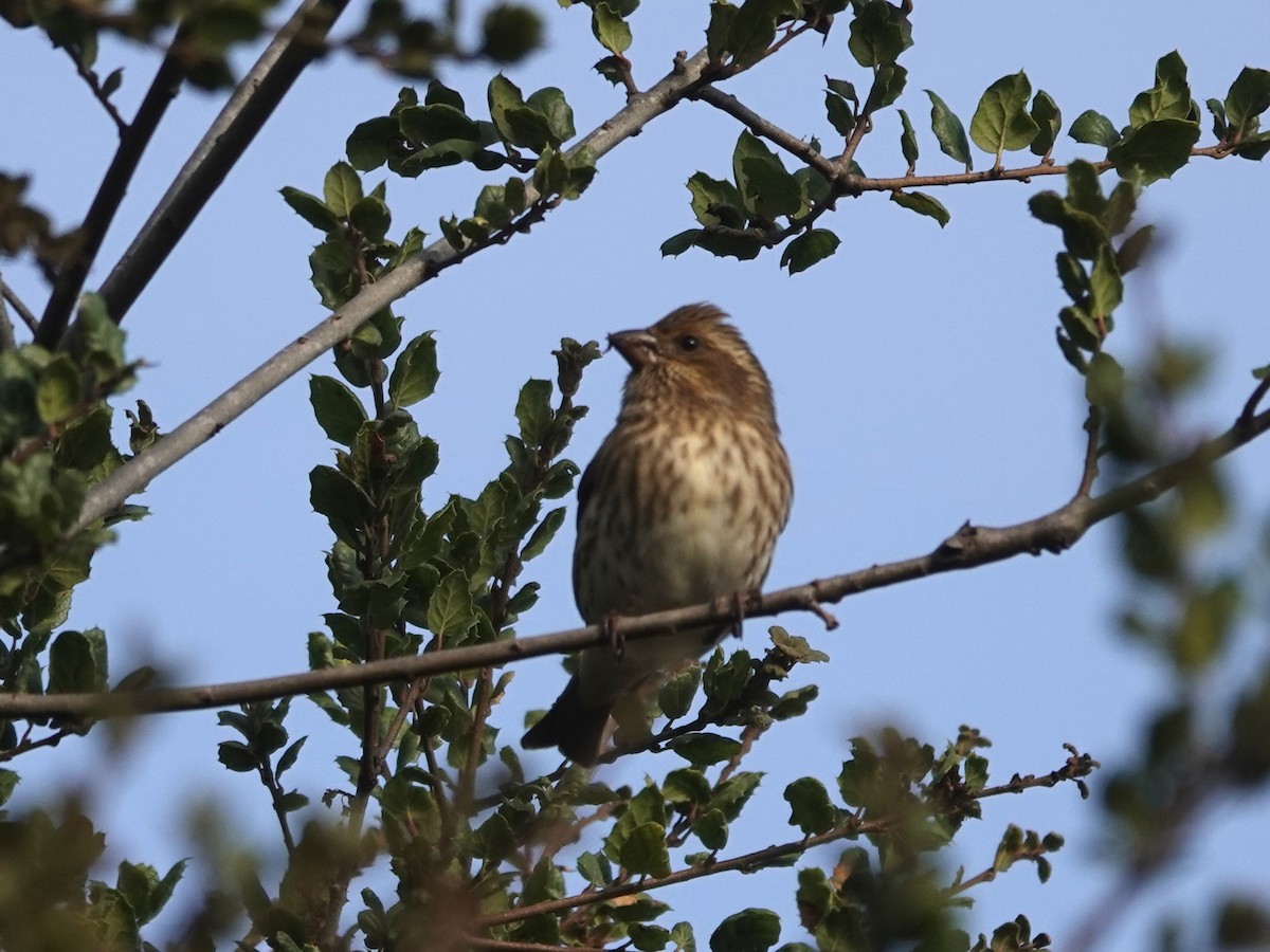 Purple Finch - ML625703072