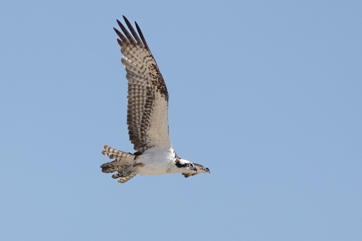 Osprey - ML625703074