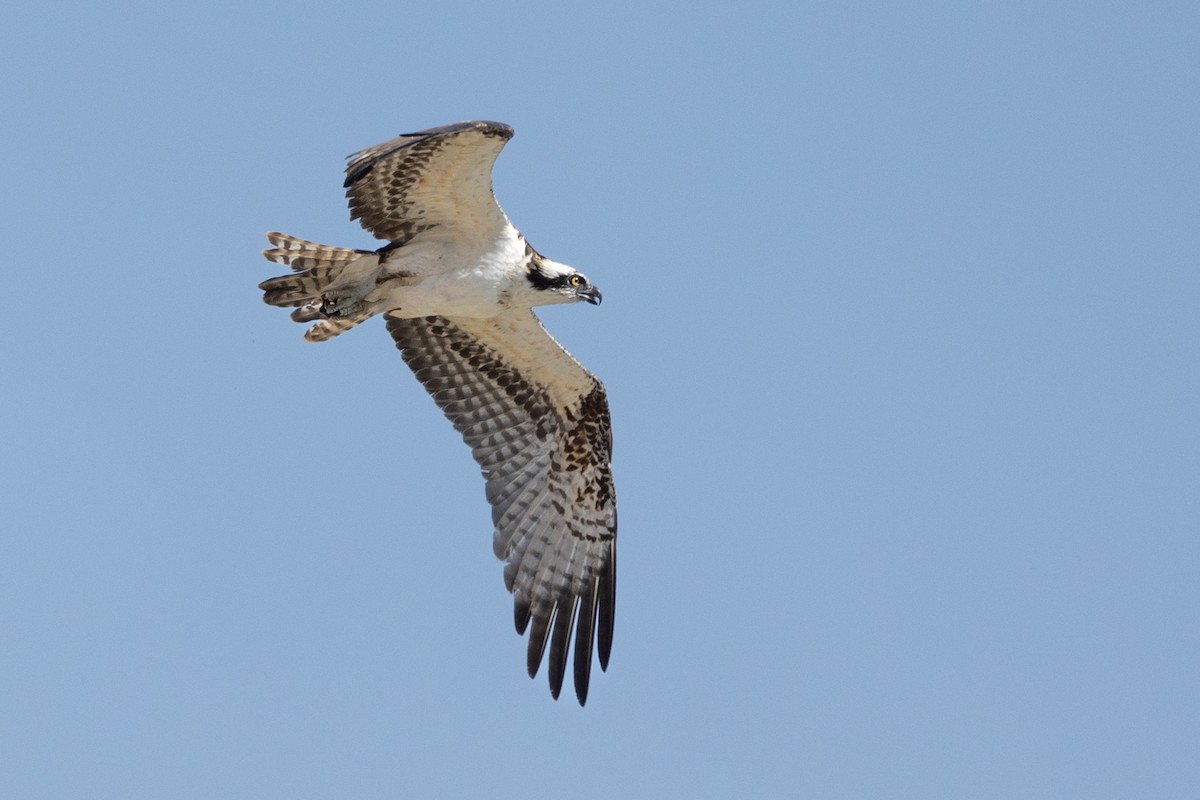 Osprey - ML625703075