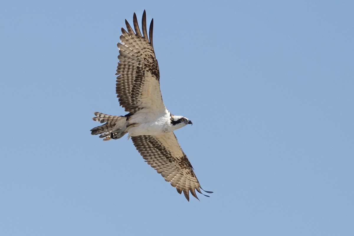 Osprey - ML625703076