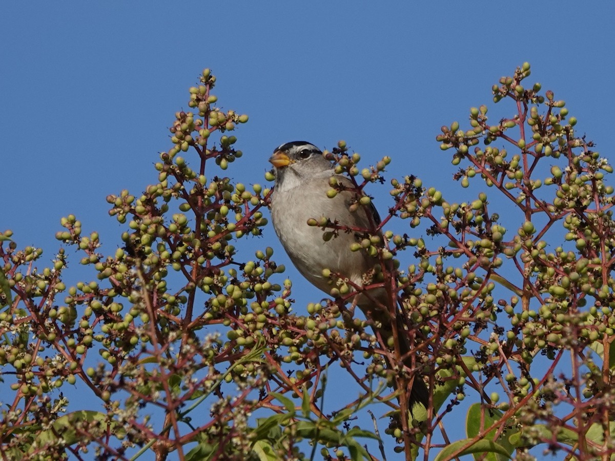 White-crowned Sparrow - ML625703087