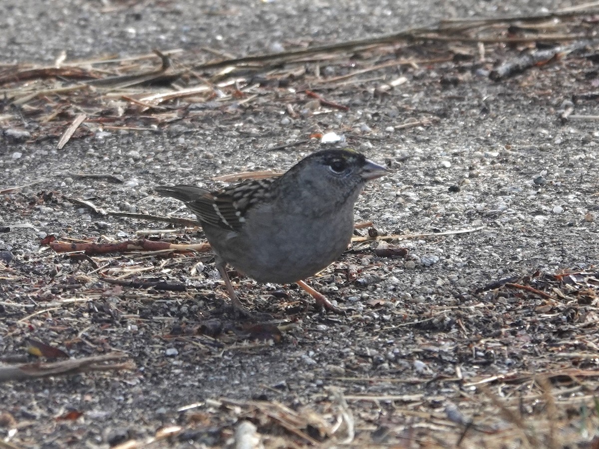 Golden-crowned Sparrow - ML625703091