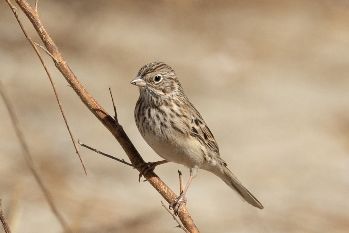 Vesper Sparrow - ML625703125