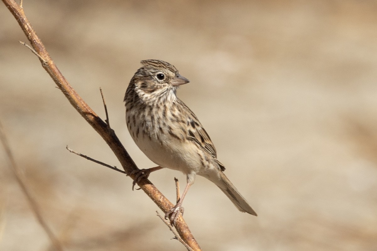 Vesper Sparrow - ML625703126