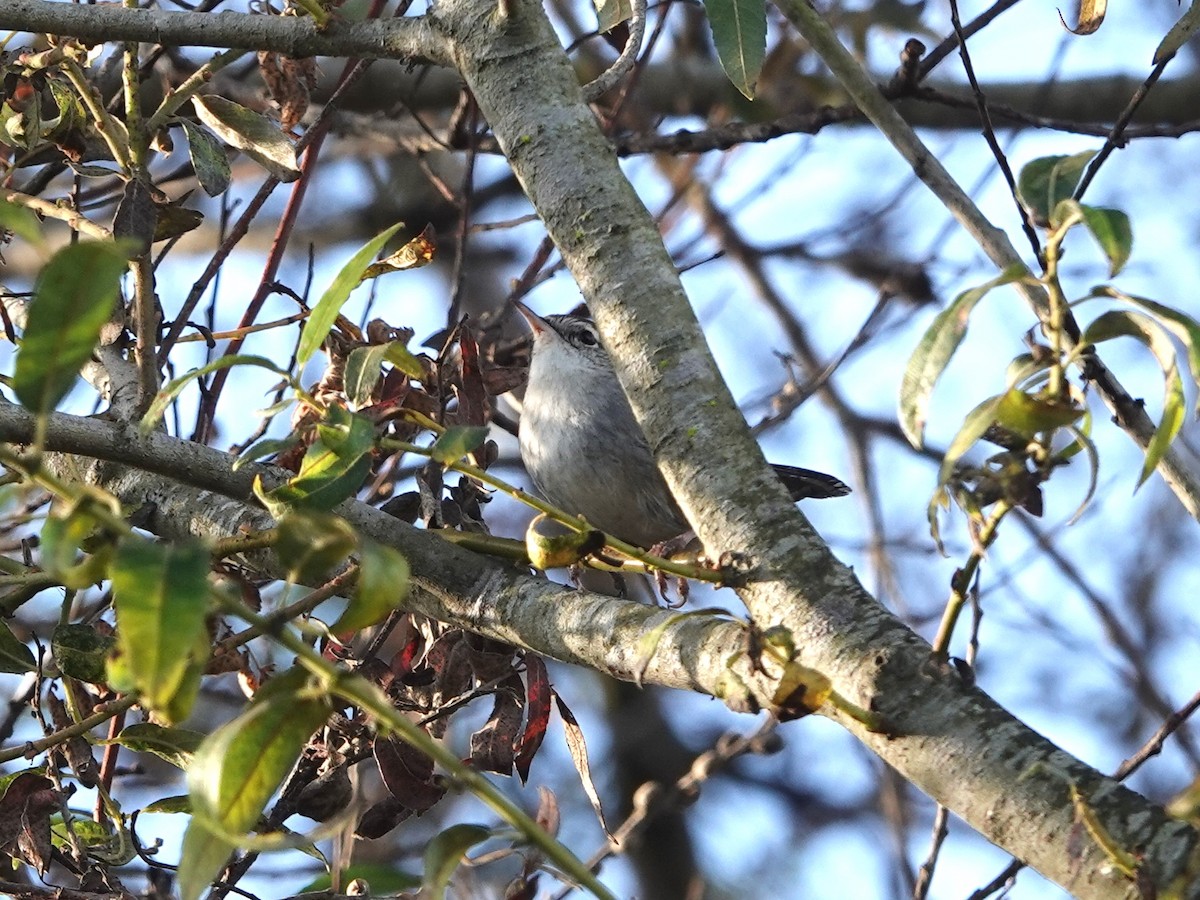 Bewick's Wren - ML625703175