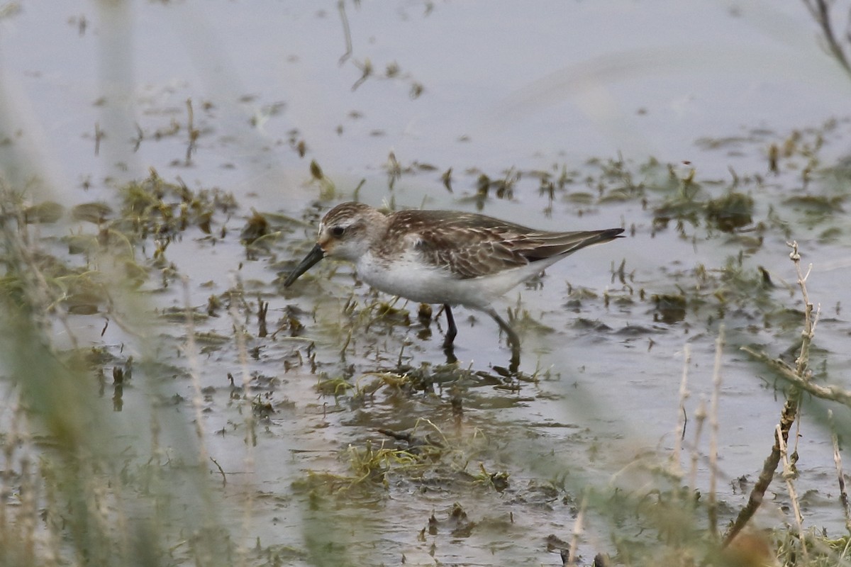 Western Sandpiper - ML625703205