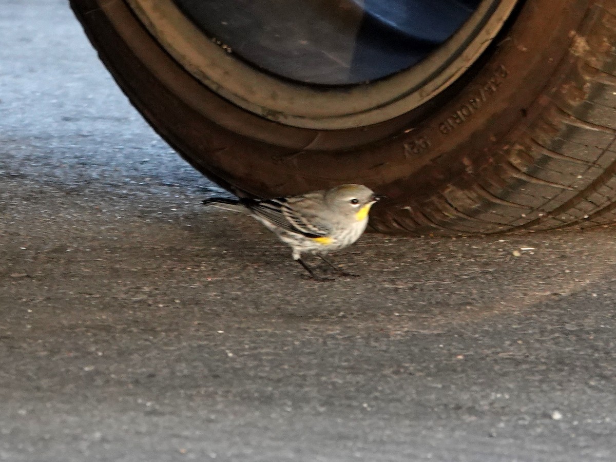 Yellow-rumped Warbler - ML625703245