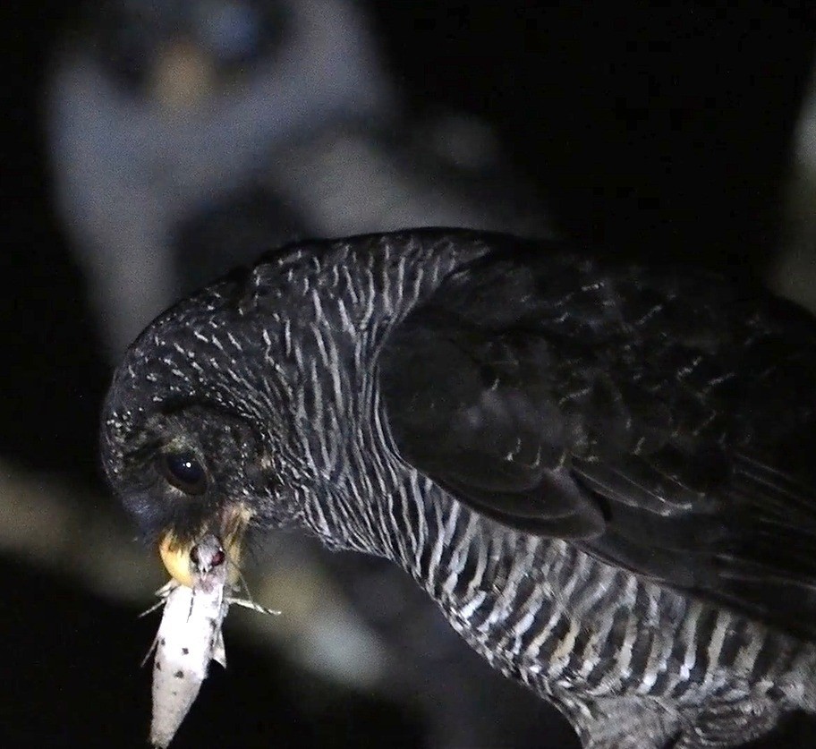 Black-banded Owl (San Isidro) - ML625703406