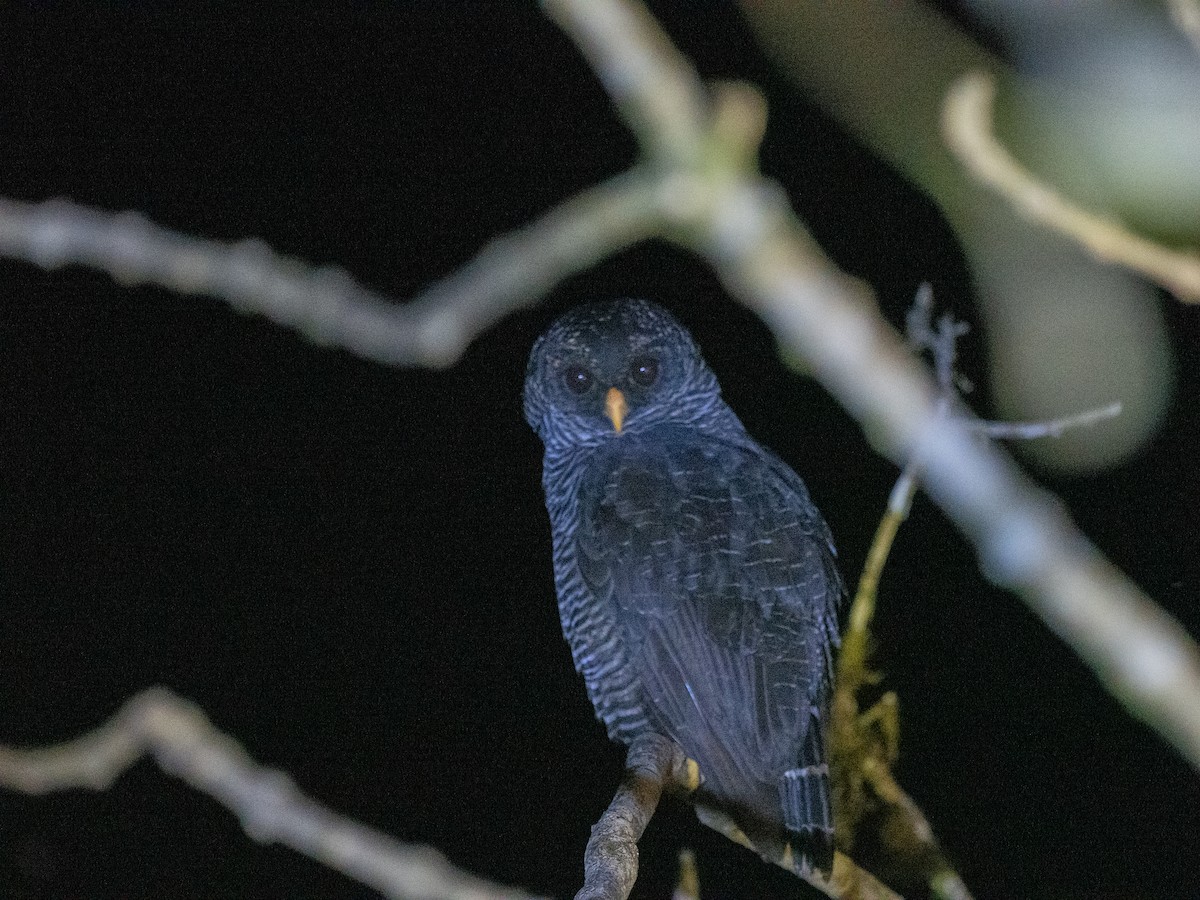 Black-banded Owl (San Isidro) - ML625703407