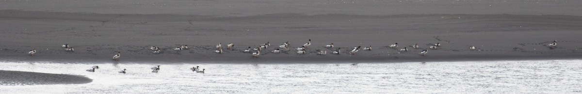 Red-breasted Merganser - ML62570341
