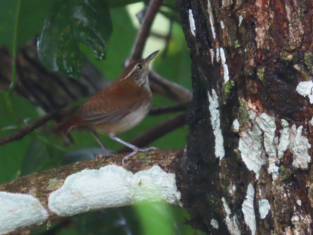 Rufous-and-white Wren - ML625703737