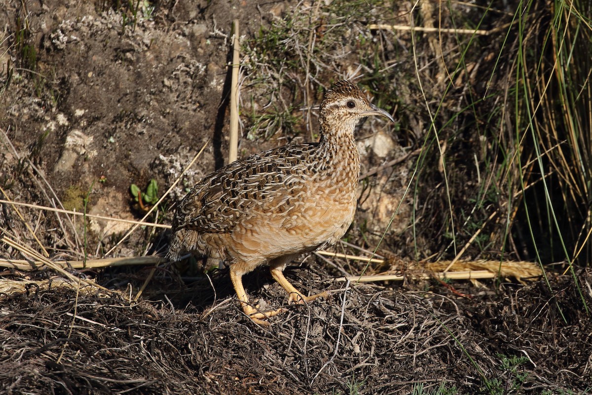 Tinamou curvirostre - ML625703791