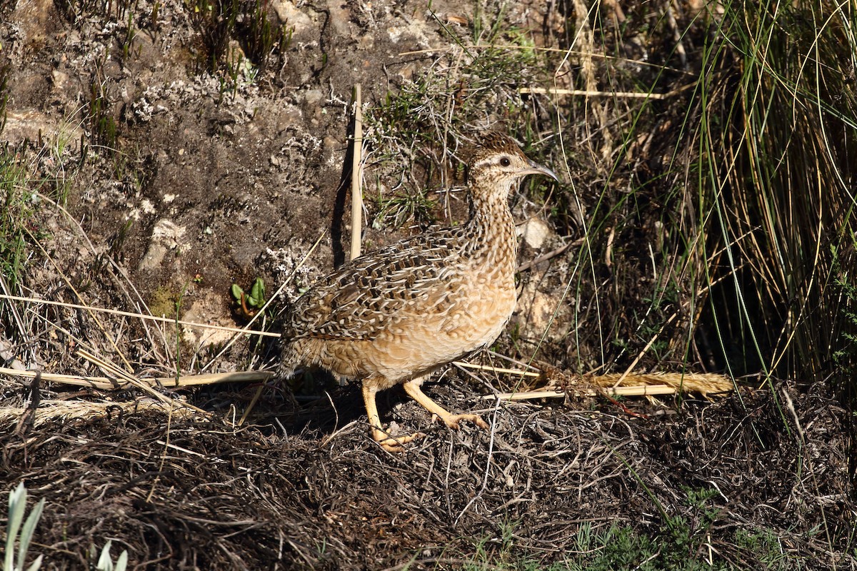 Tinamou curvirostre - ML625703792