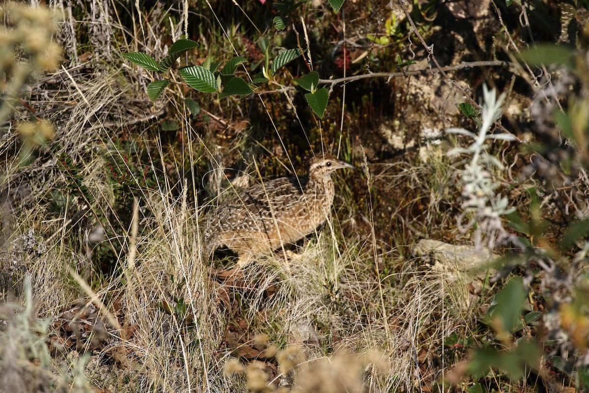 Tinamou curvirostre - ML625703793
