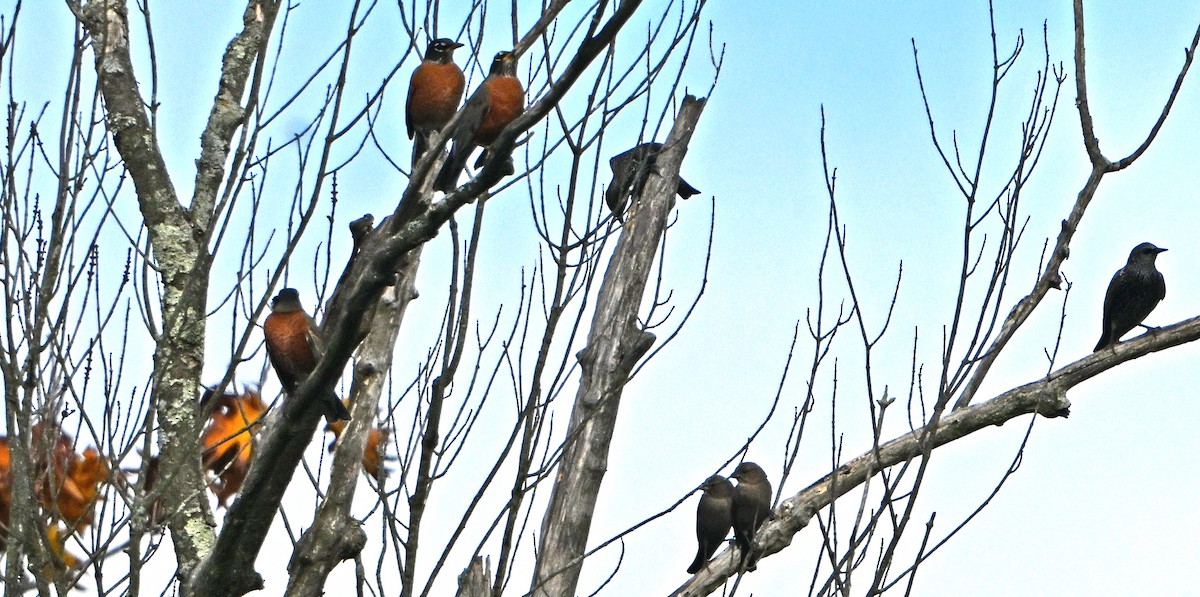 American Robin - ML625703839