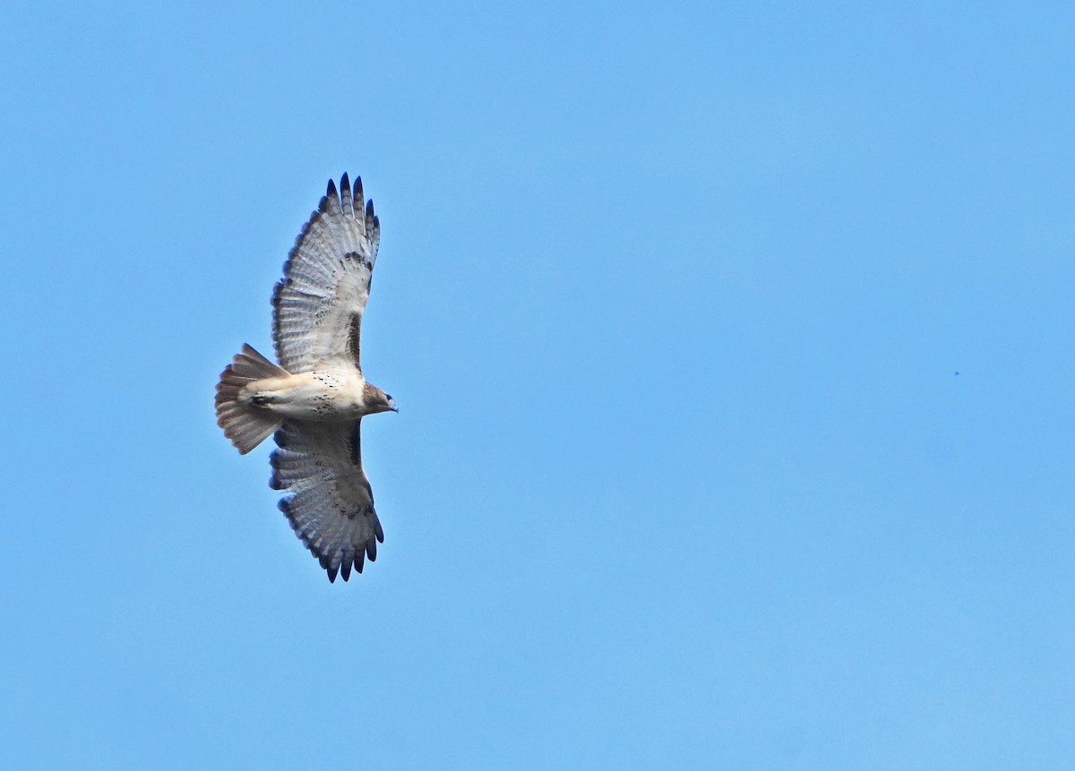 Red-tailed Hawk - ML625703848