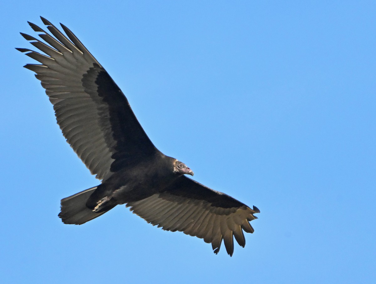 Turkey Vulture - ML625703875