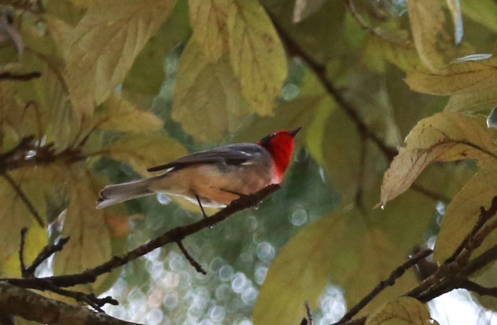 Red-faced Warbler - ML625704226