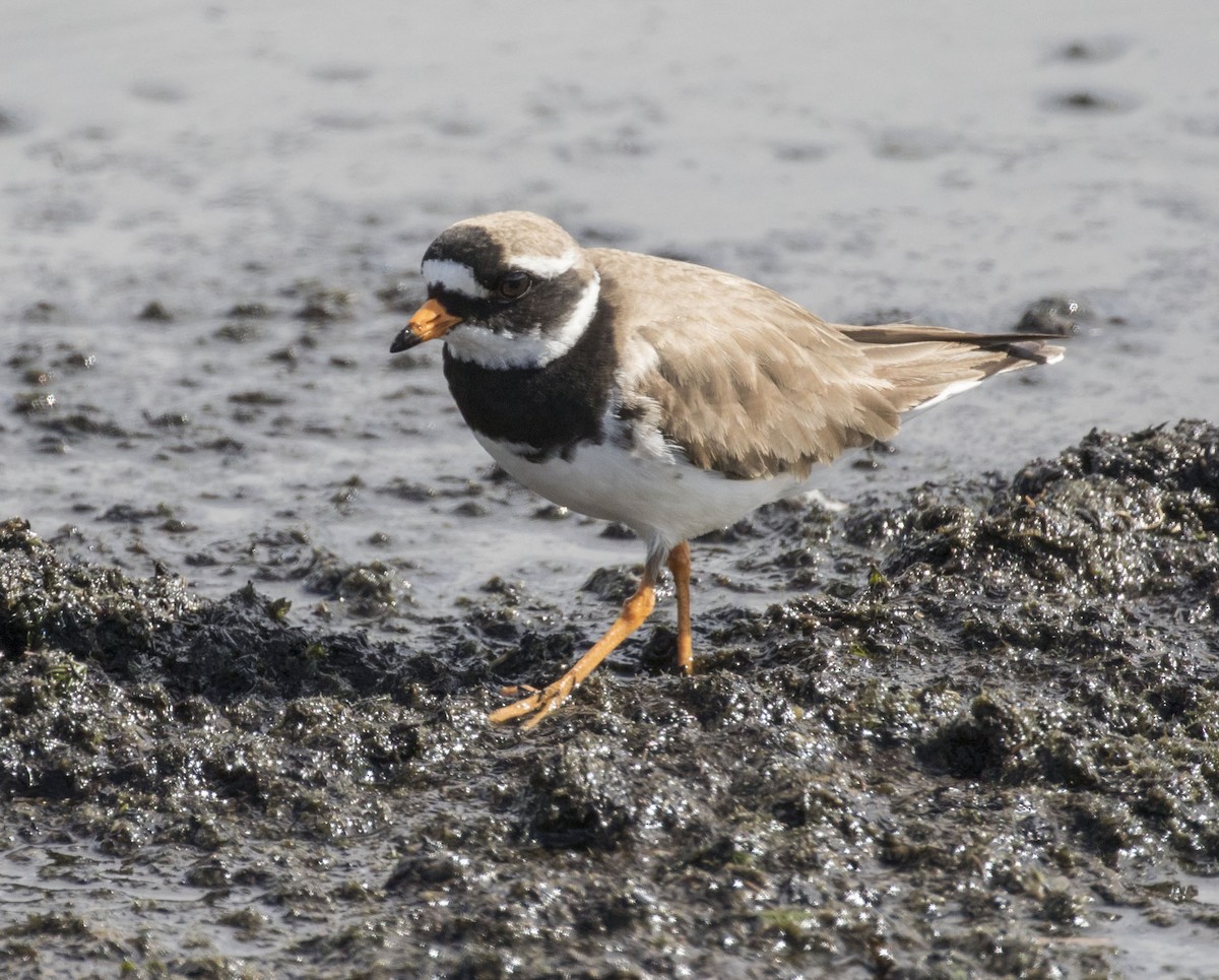 Common Ringed Plover - ML62570431