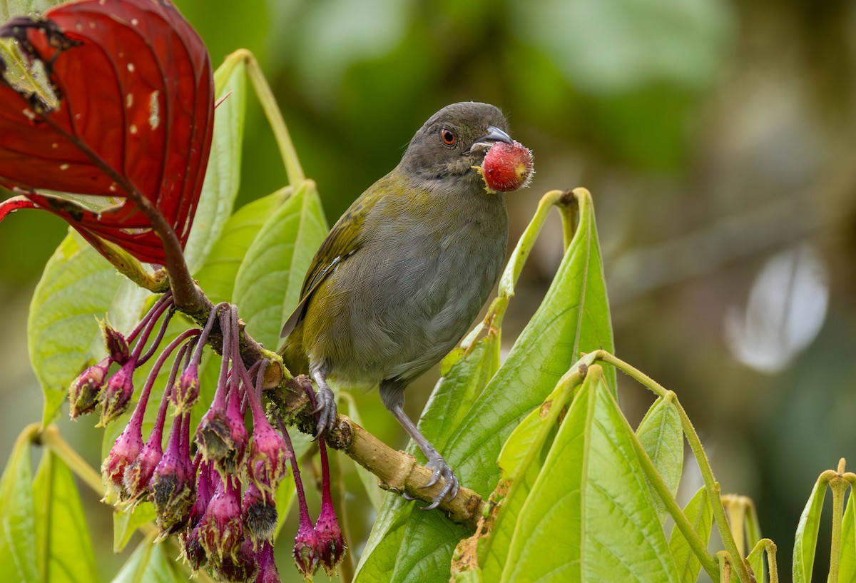 Dusky Chlorospingus - ML625704444