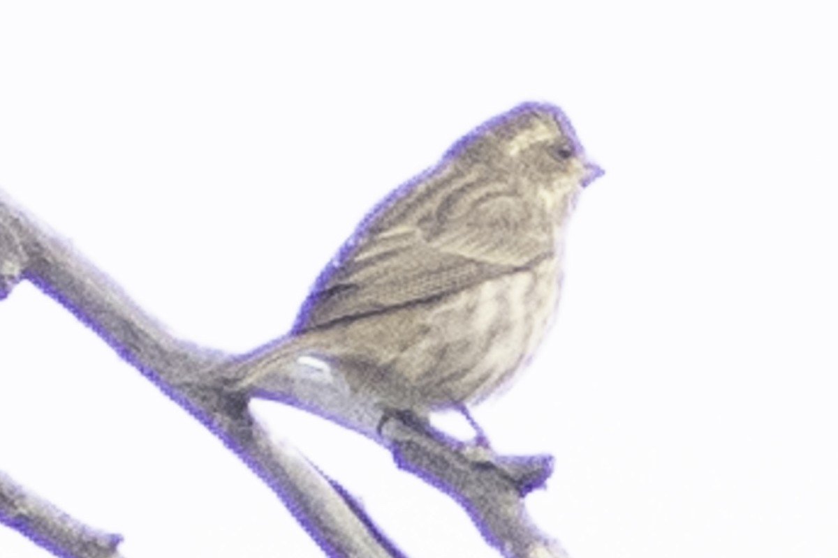 Purple Finch (Western) - ML625704550