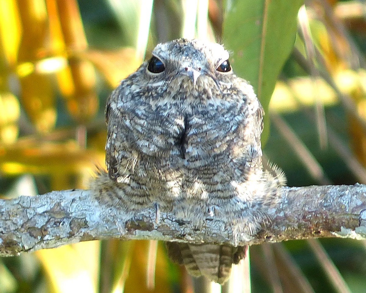 Ladder-tailed Nightjar - ML625704829