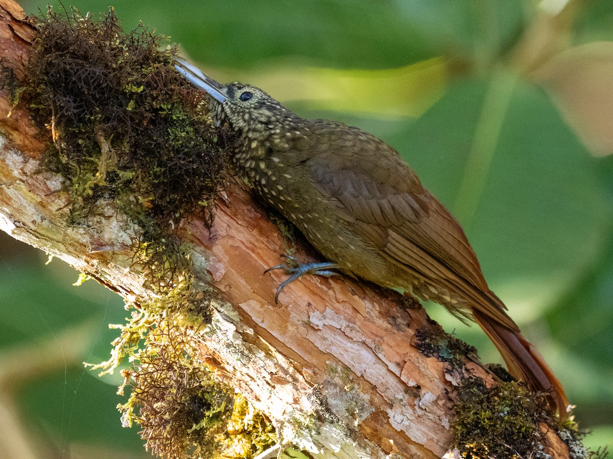 Yeşil Sırtlı Tırmaşık - ML625704842