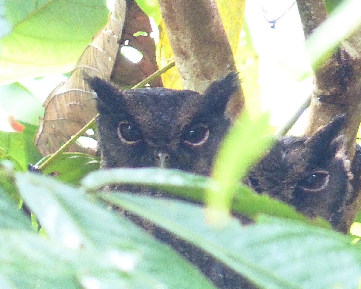 Crested Owl - ML625704918