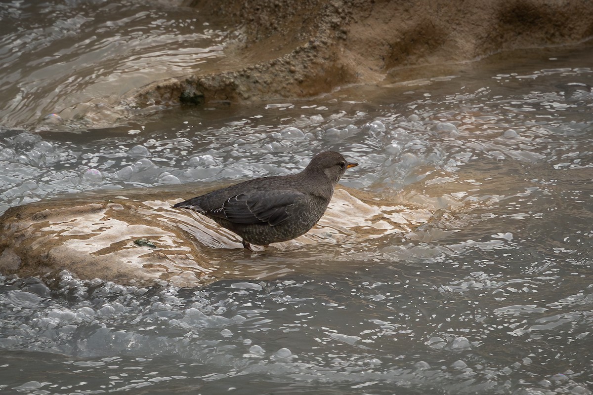 American Dipper - ML625705057