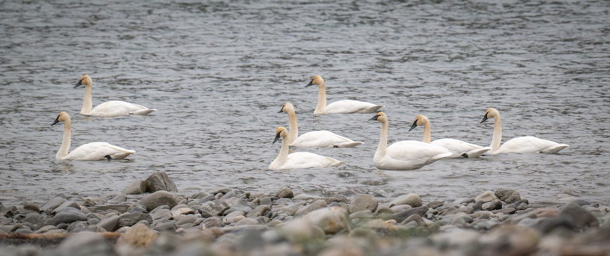 Trumpeter Swan - ML625705104