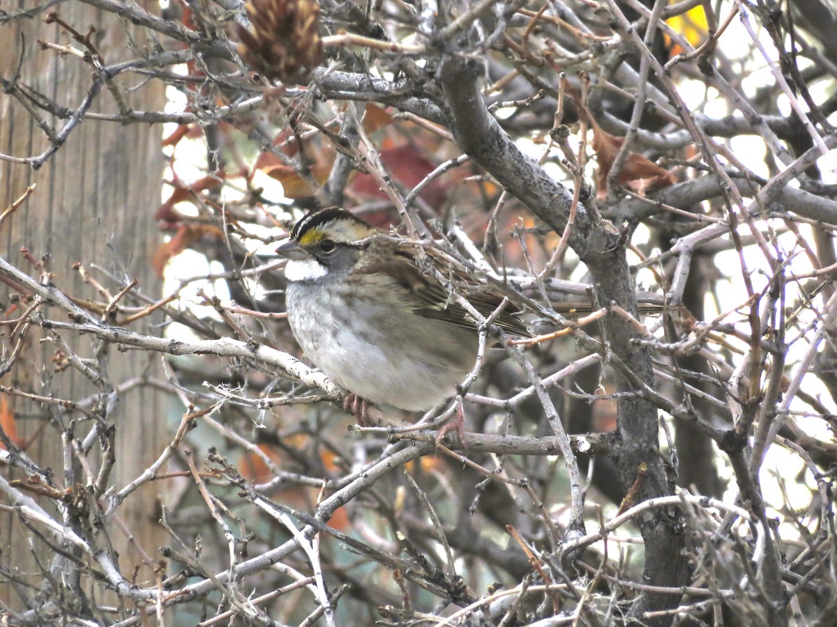 White-throated Sparrow - ML625705145