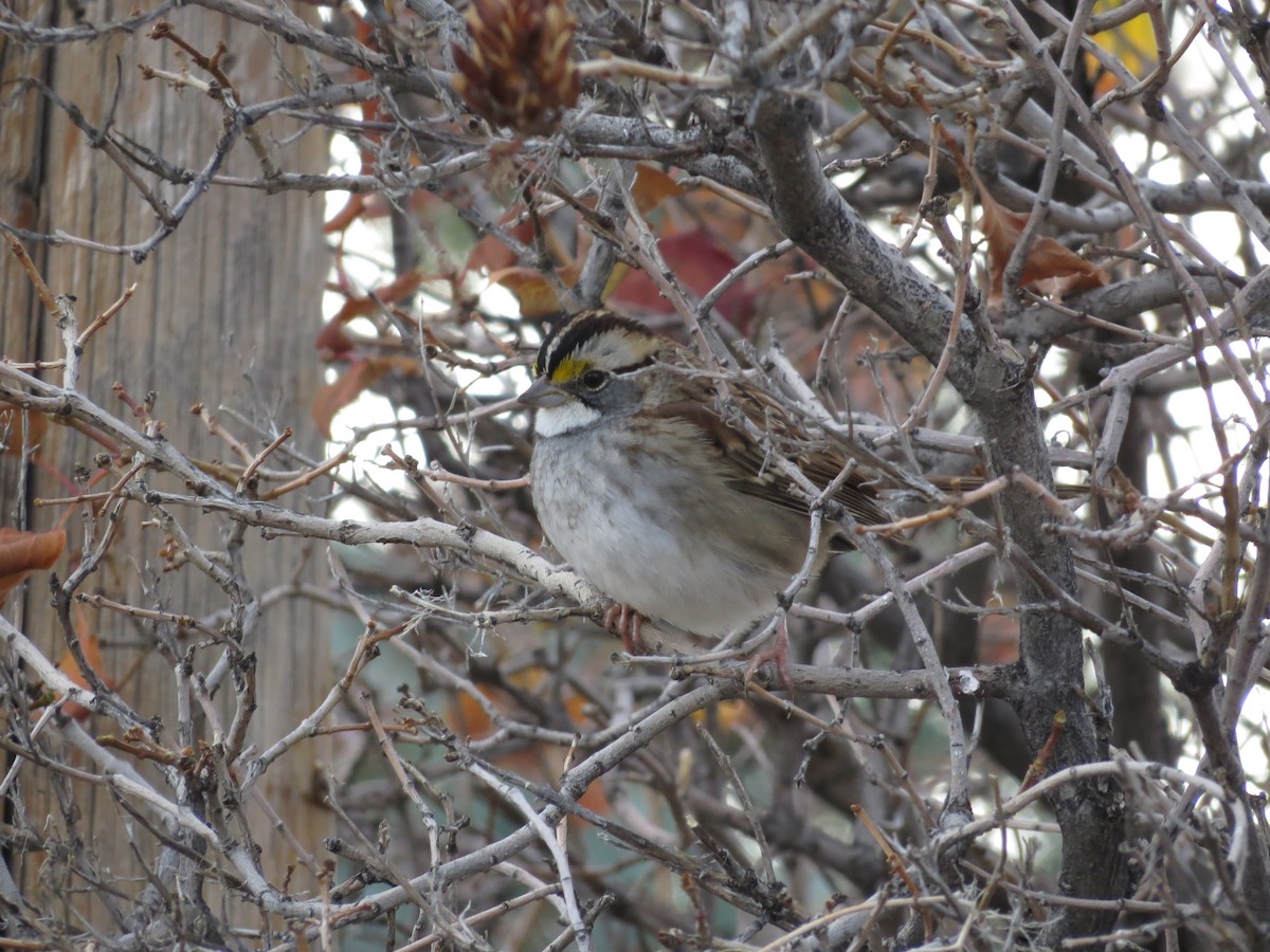 White-throated Sparrow - ML625705146